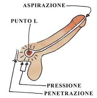 maschi che si inculano|Orgasmo prostata: come trovare e stimolare il punto G, il trucco.